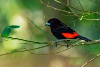 Tangara puntaarenska - Ramphocelus costaricensis - Cherrie's Tanager o5124